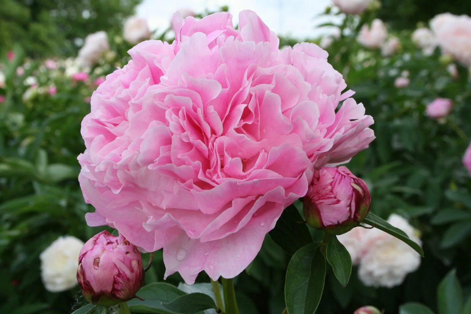 Пион мисс экхарт фото и описание Купить Пион Молочноцветковый Miss Eckhart - Пион - GardenPlants