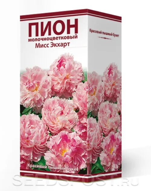 Пион мисс экхарт фото и описание Пион молочноцветковый МИСС ЭКХАРТ, 1 шт. , купить саженцы в интернет магазине Se