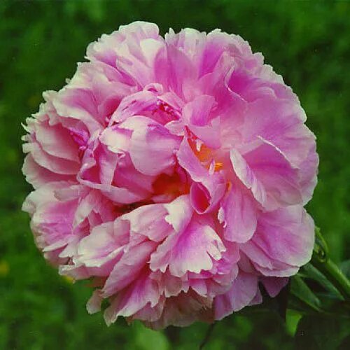 Пион мисс экхарт фото и описание Пион Мисс Экхард ( Paeonia Miss Eckhardt). Цветок диаметром 20 см, высокий, розо