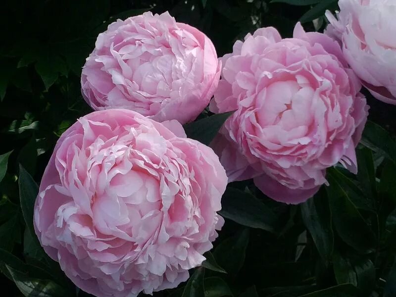 Пион мисс рузвельт фото Пион травянистый МИССИС ФРАНКЛИН Д.РУЗВЕЛЬТ (Paeonia Mrs. Franklin D.Roosevelt) 