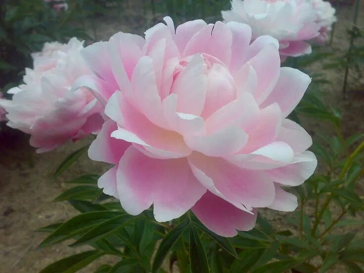 Пион мисс рузвельт фото Paeonia lactiflora F.D.Roosevelt - Paeonia lactiflora - Wikipedia Peonie, Fiori,