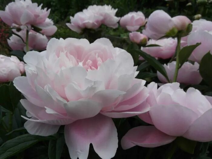 Пион миссис рузвельт фото и описание Mrs Franklin D. Roosevelt Flowers, Plants, Rose