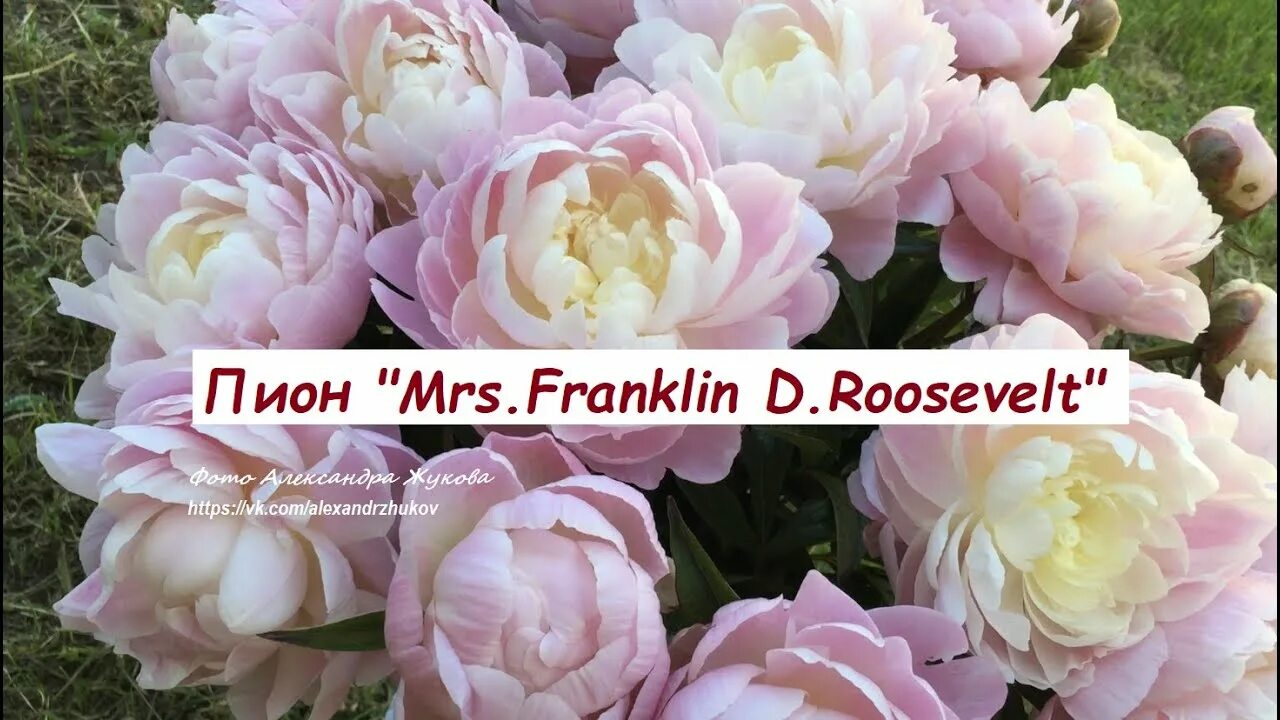Пион миссис рузвельт фото и описание Пион Миссис Франклин Д. Рузвельт. Peony Mrs. Franklin D. Roosevelt - YouTube