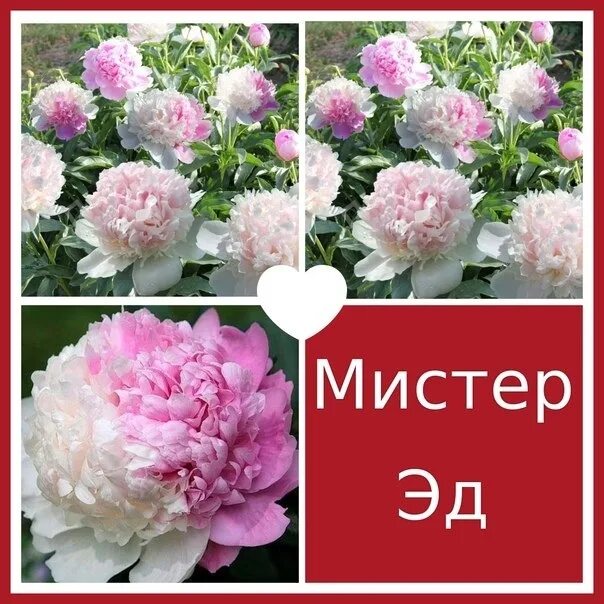 Пион мистер эд фото Поступление пионов Сельская 12 По цене звоните по номеру +79508203698 2024 Огоро