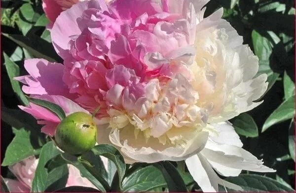 Пион мистер эд фото unique variety!!!Pion herbaceous Mr Ed !!!! 700 p.st.! (3-5pochek) Makhrovy, lar