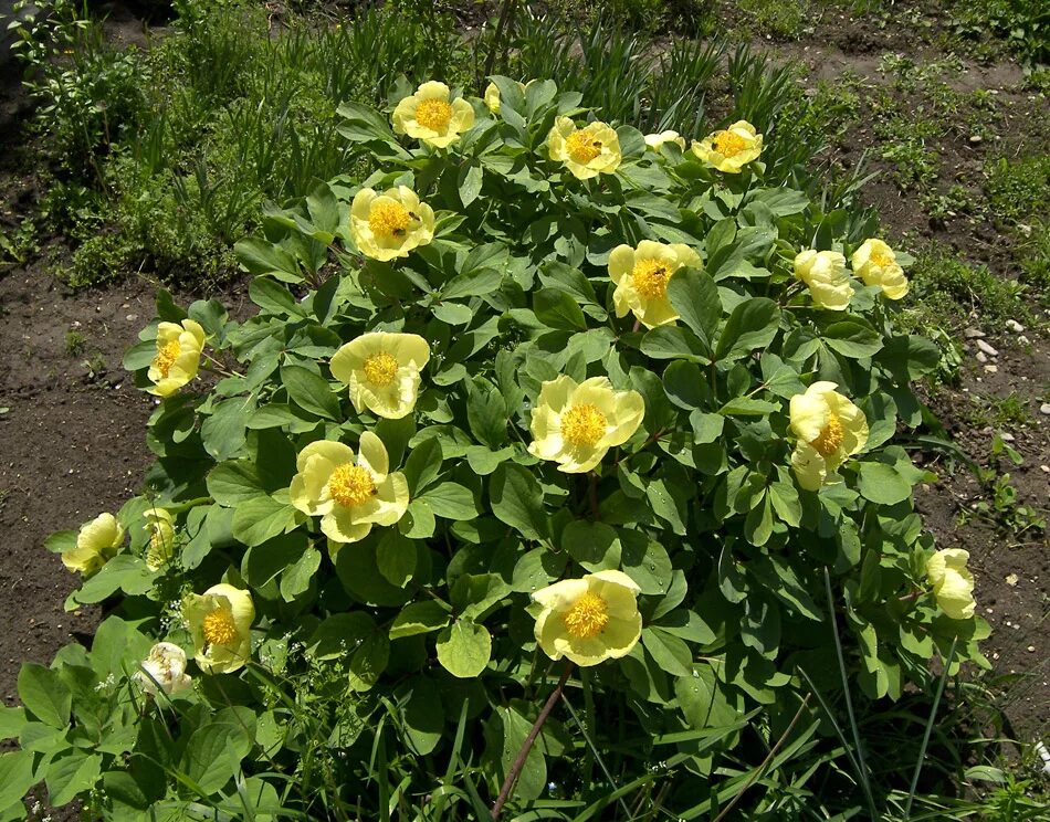 Пион млокосевича фото Paeonia mlokosewitschii - Image of an specimen - Plantarium