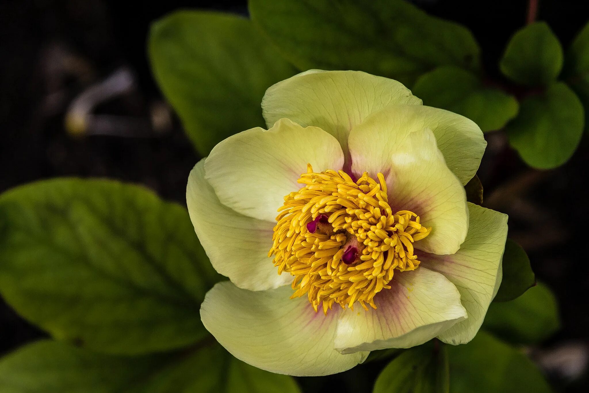 Пион млокосевича фото Пион млокосевича - Пион Млокосевича Paeonia Mlokosewitschii. tre-i-dnr.ru