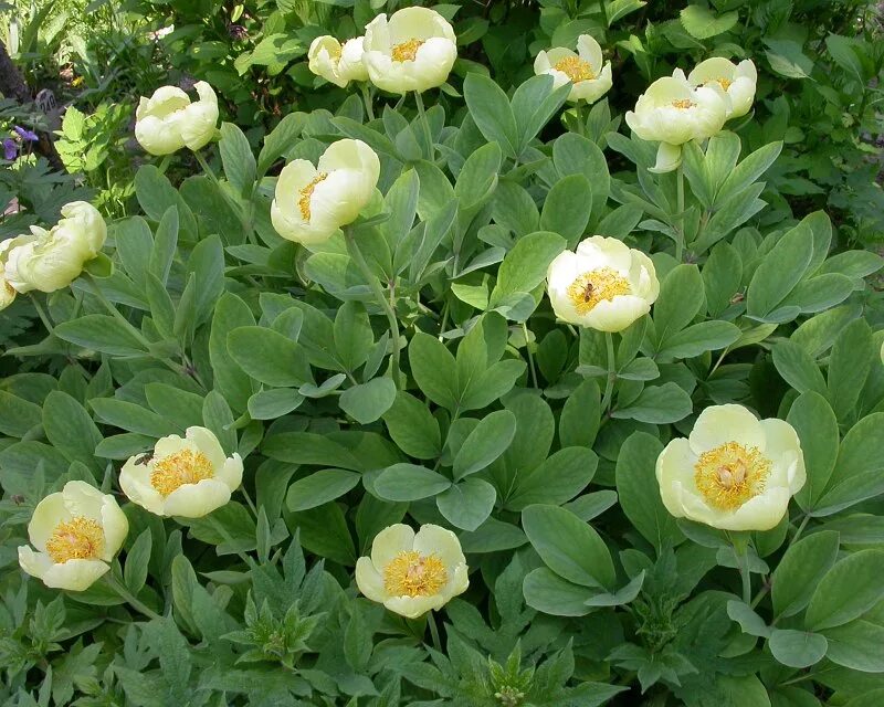 Пион млокосевича фото Paeonia mlokosewitschii - Image of an specimen - Plantarium
