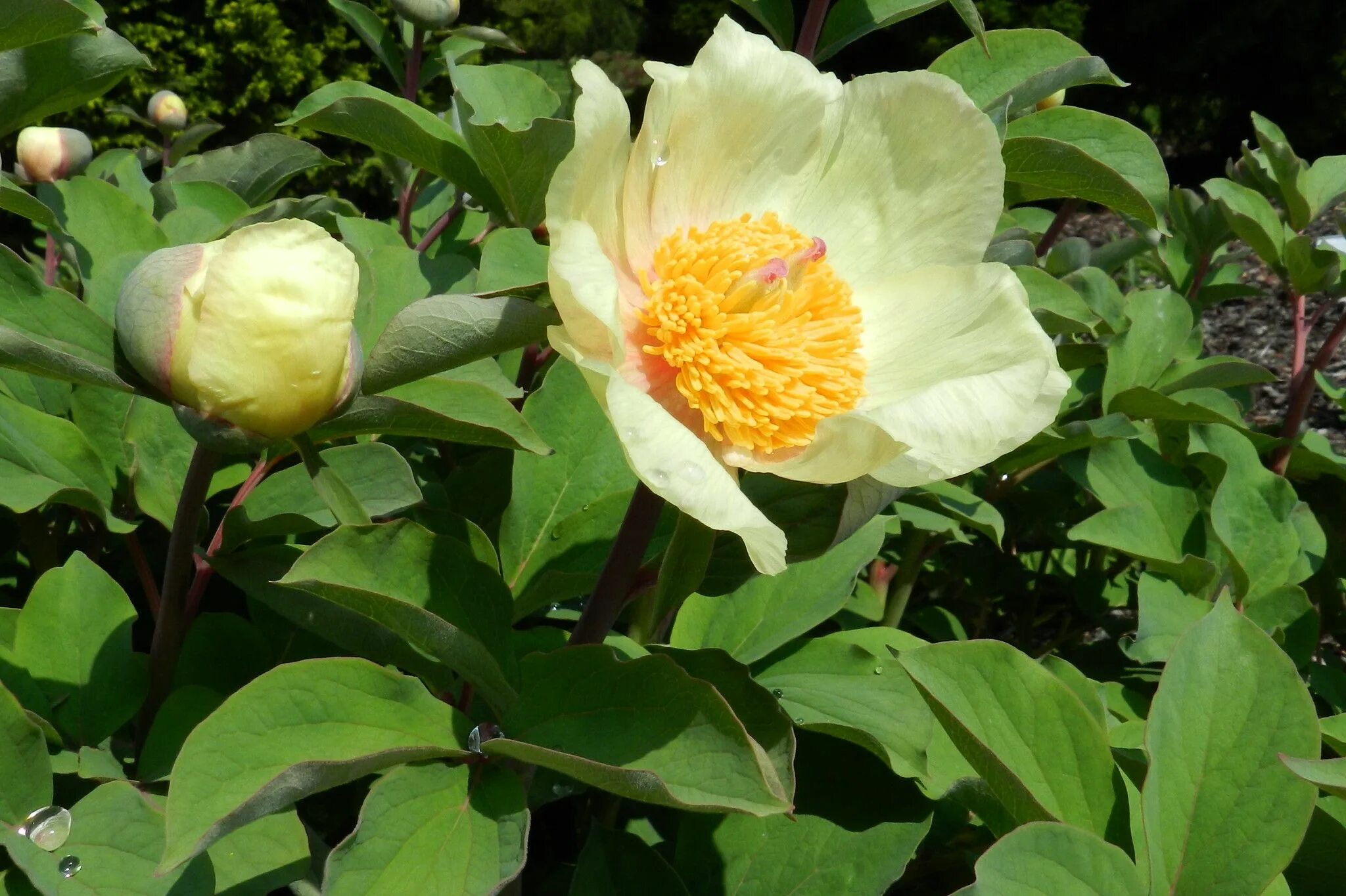 Пион млокосевича фото 2013-05-04 Paeonia mlokosewitschii - BG Praha Troja Botanical gardens, Botanical