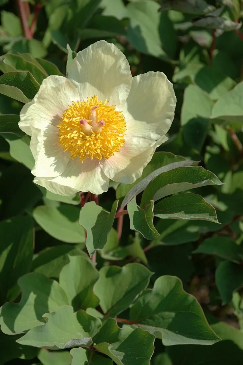 Пион млокосевича фото и описание Paeonia mlokosewitschii - Image of an specimen - Plantarium