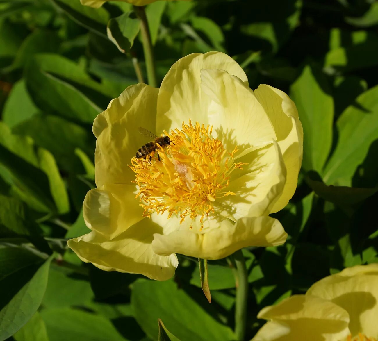 Пион млокосевича фото и описание Paeonia mlokosewitschii - Image of an specimen - Plantarium