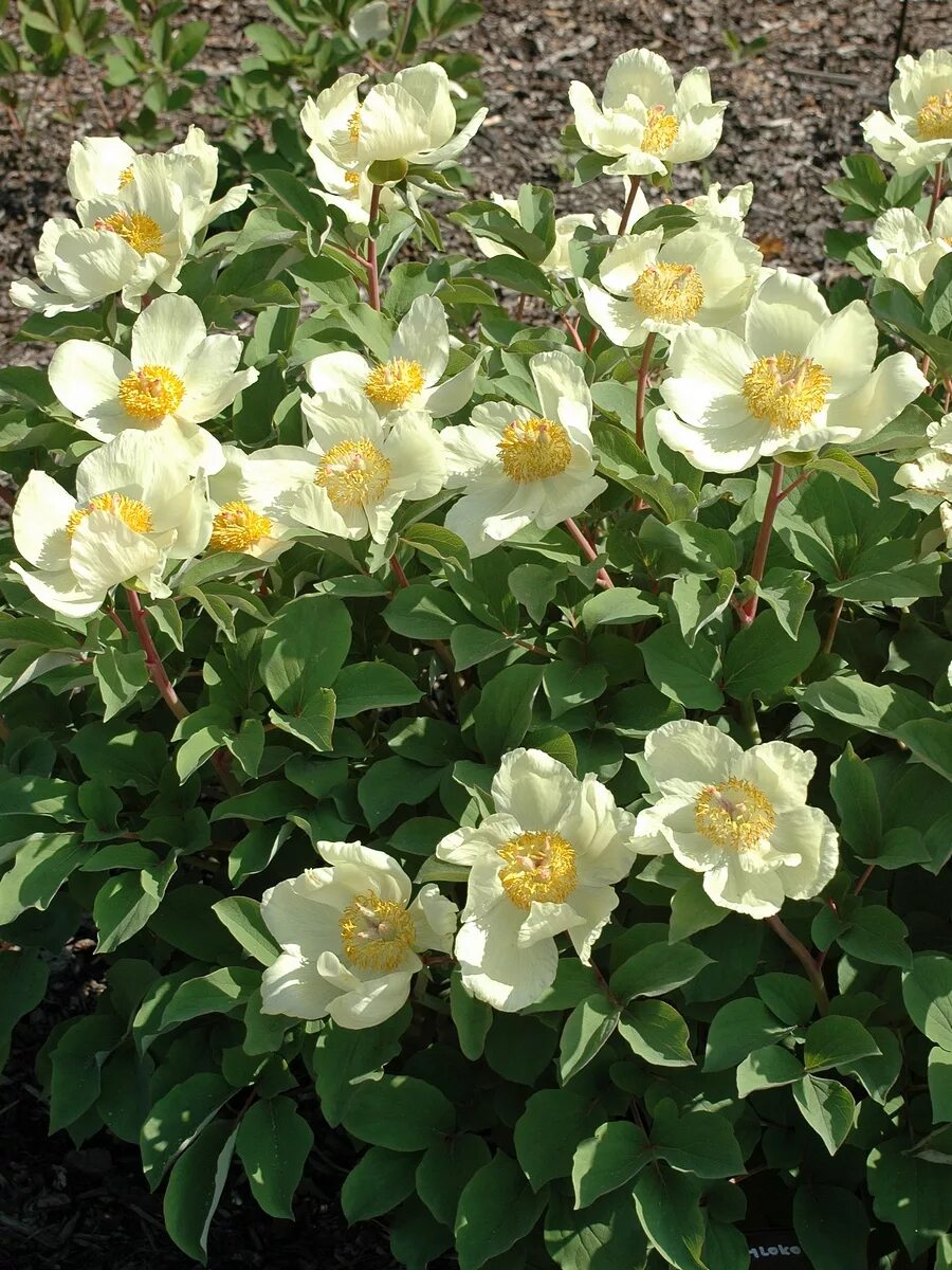 Пион млокосевича фото и описание Paeonia mlokosewitschii - Image of an specimen - Plantarium