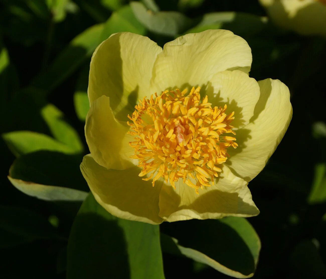 Пион млокосевича фото и описание Paeonia mlokosewitschii - Image of an specimen - Plantarium