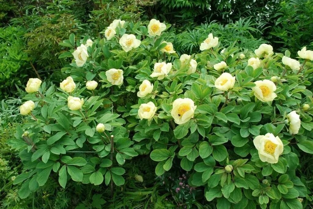 Пион млокосевича фото и описание Paeonia daurica subsp. mlokosewitschii Идеи посадки растений, Осенний сад, Много