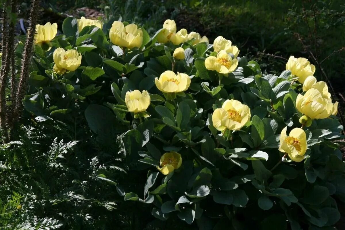 Пион млокосевича фото и описание Семена редких растений. Пион Млокосевича (Paeonia mlokosewitschii) 3шт. - купить