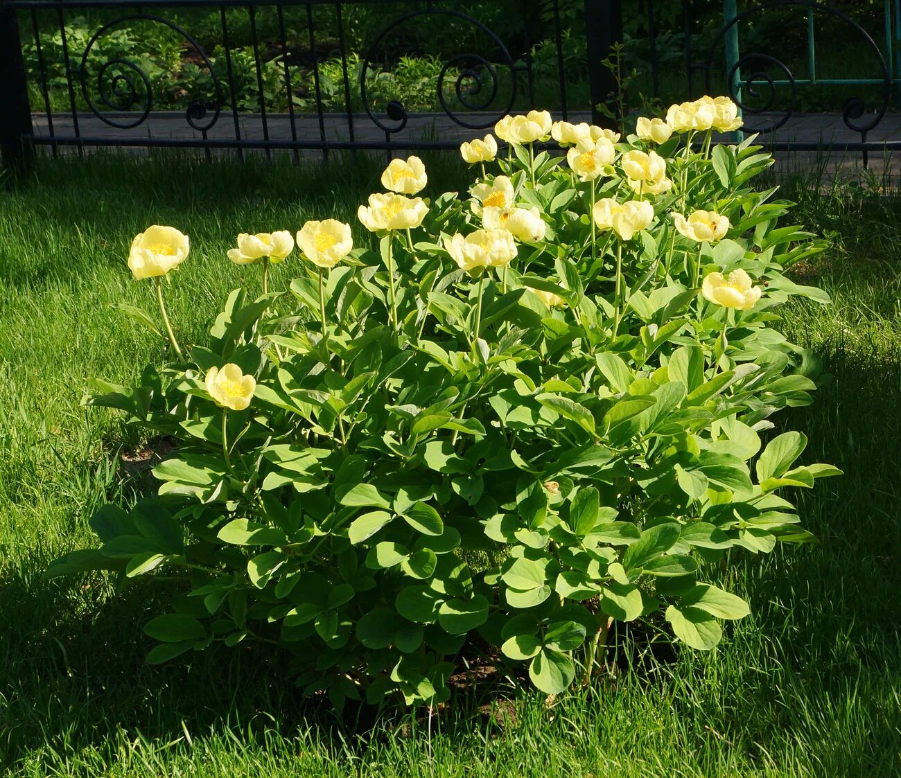 Пион млокосевича фото и описание Paeonia mlokosewitschii - Image of an specimen - Plantarium