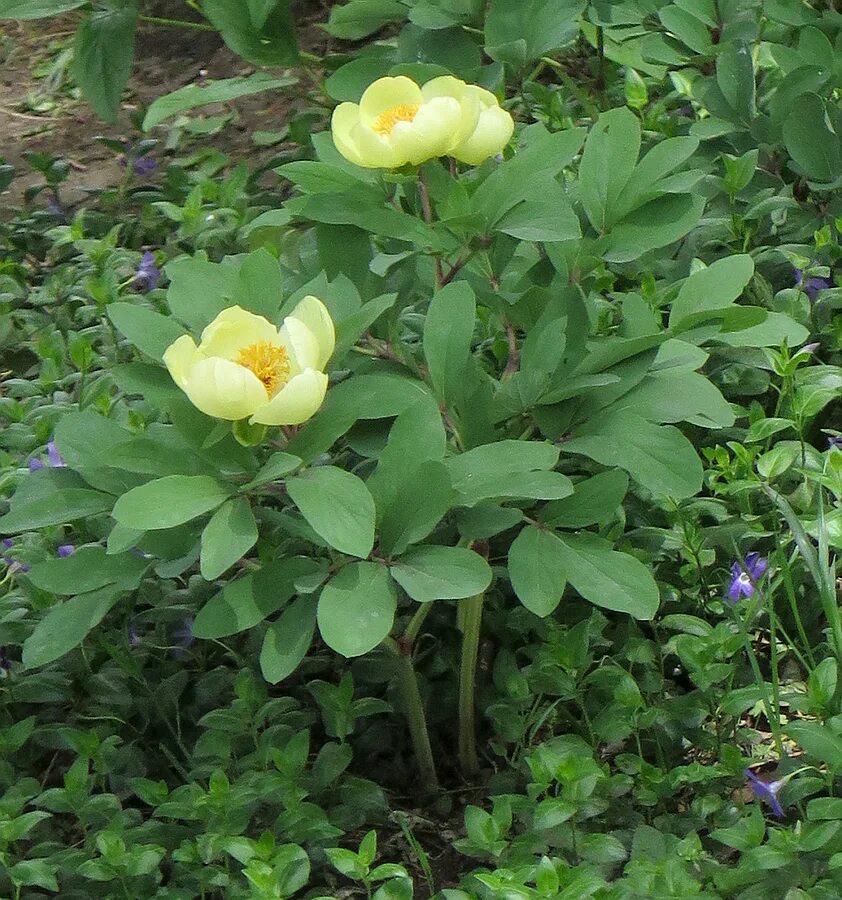 Пион млокосевича фото и описание Paeonia mlokosewitschii - Image of an specimen - Plantarium