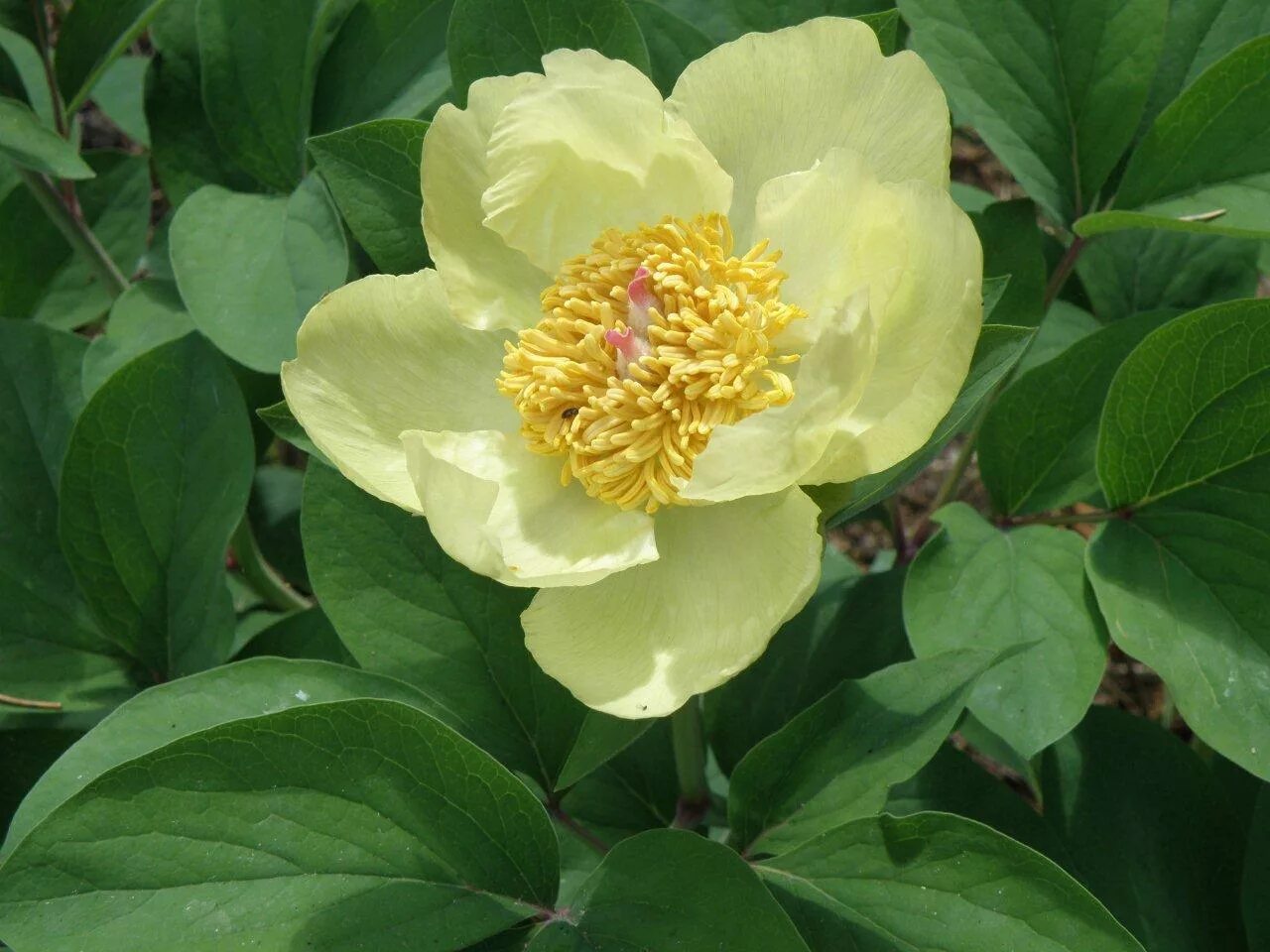 Пион млокосевича фото и описание Paeonia Mlokosewitschii (pivoňka Mlokosevičova) - ČESKÉSTAVBY.cz
