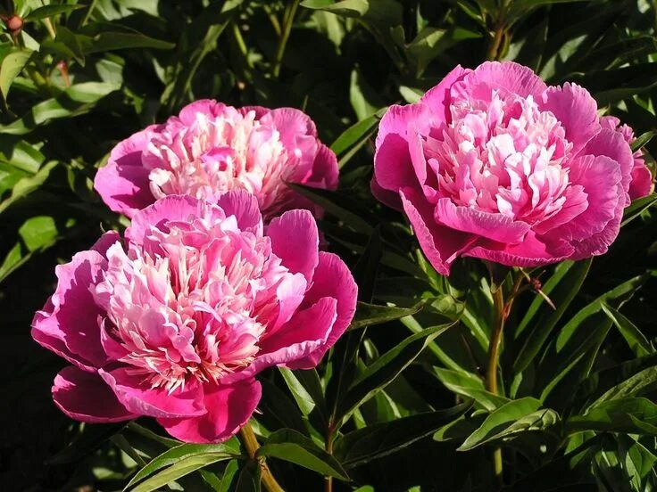 Пион молочноцветковый фото Double Chinese Peony 'Magic Orb'