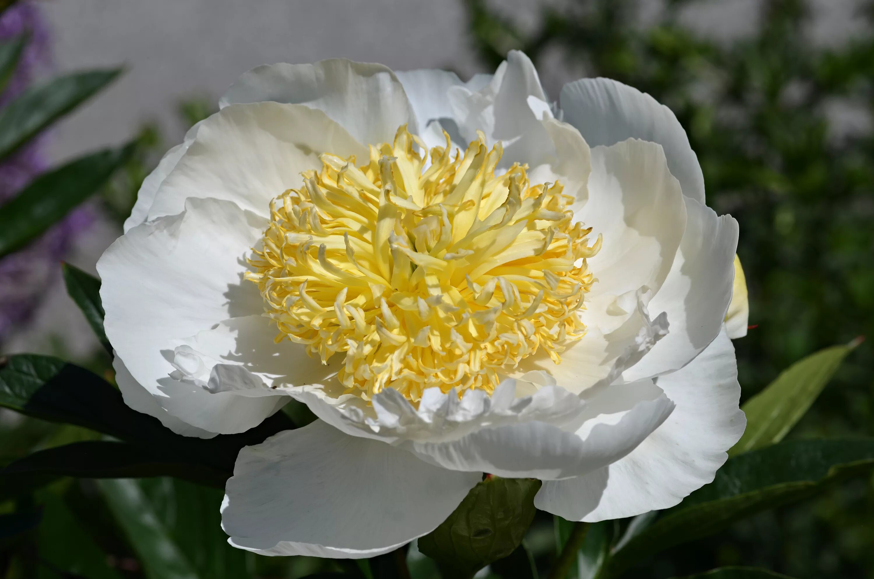 Пион молочноцветковый фото File:Paeonia lactiflora cv. Gold Rush Top.jpg - Wikipedia Republished // WIKI 2
