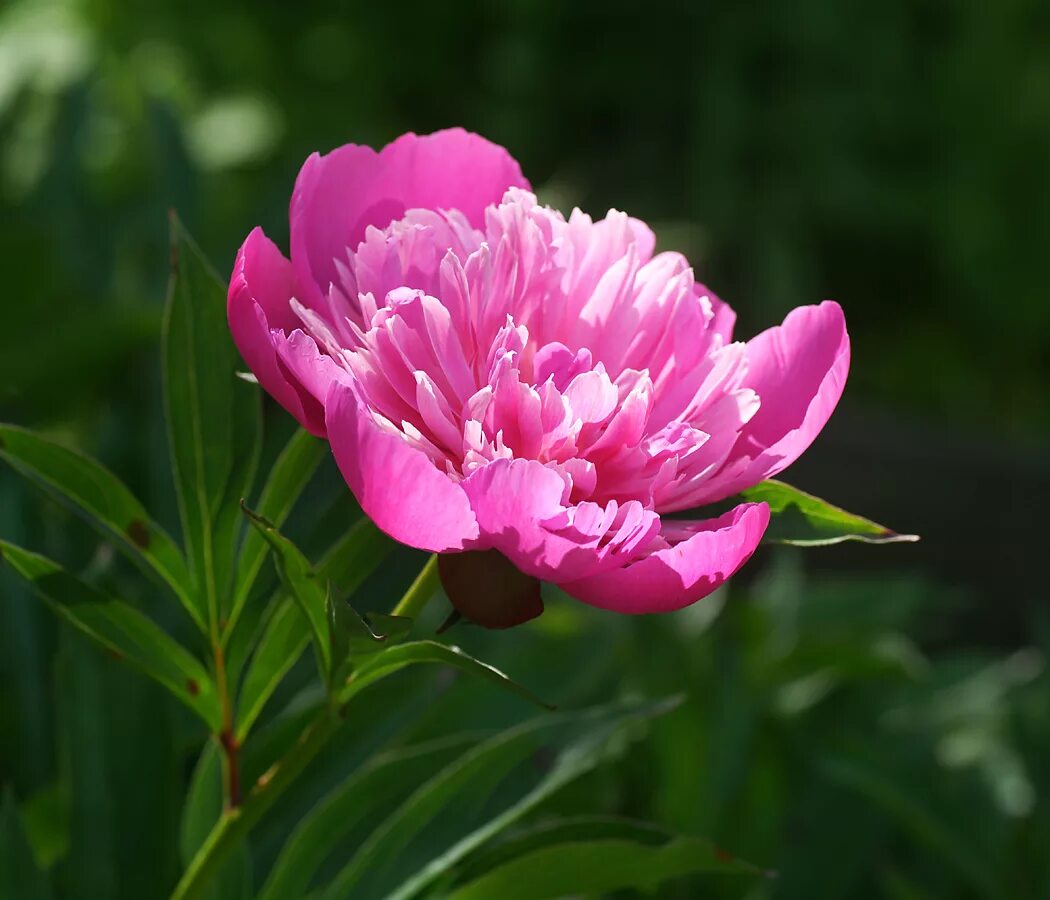 Пион молочноцветковый фото Paeonia lactiflora - Image of an specimen - Plantarium