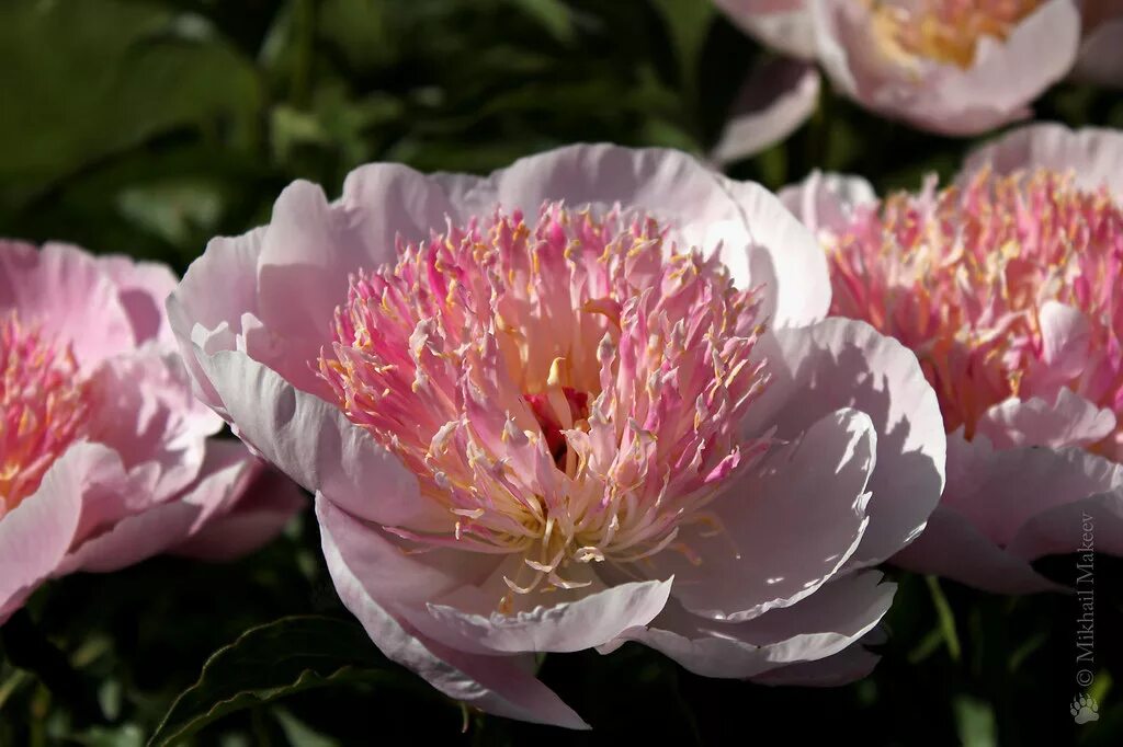 Пион молочноцветковый фото Пион молочноцветковый - Paeonia lactiflora cv., Japanese t. Flickr