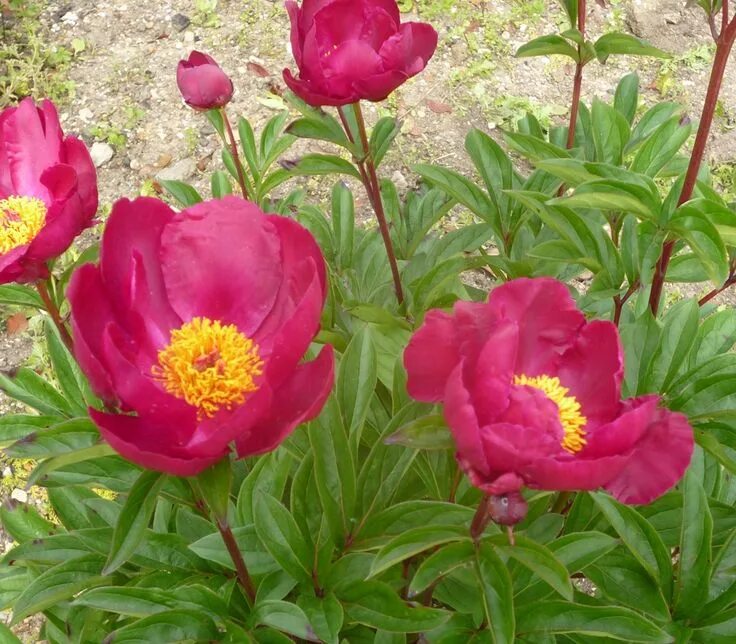 Пион молочноцветковый фото Paeonia 'Lord Kitchener' Herbaceous perennials, Paeonia lactiflora, Perennials