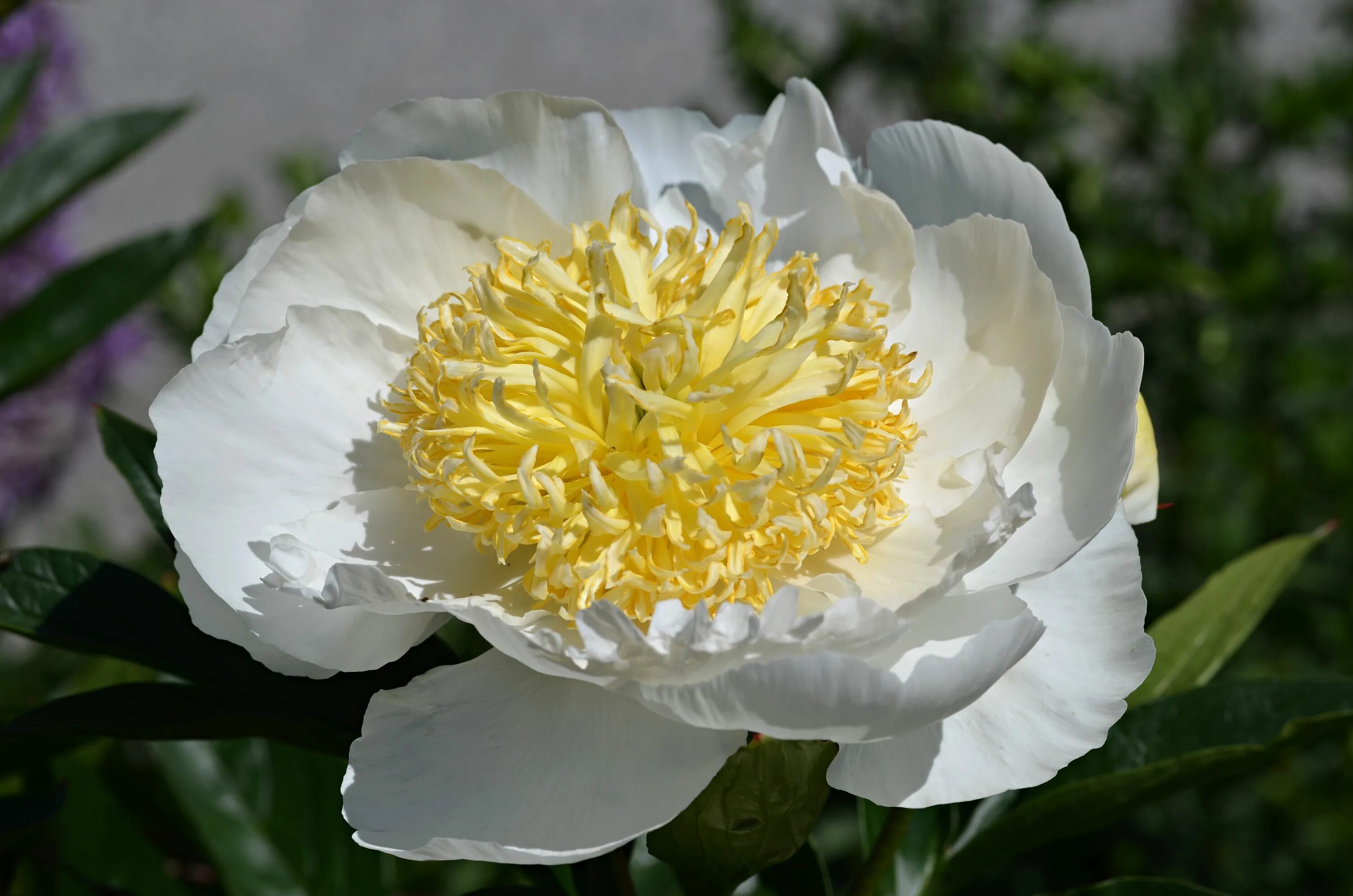 Пион молочноцветковый фото и описание Peony: Paeonia lactiflora cv. 'Gold Rush 'Family: Paeoniaceae Paeonia lactiflora