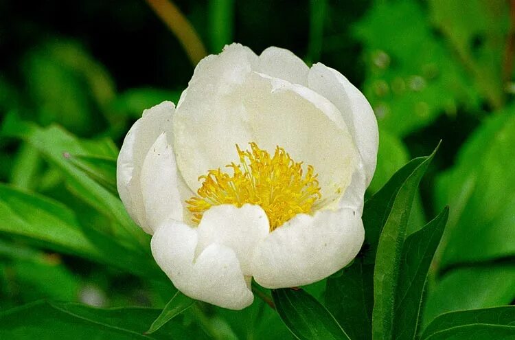 Пион молочноцветковый фото и описание CalPhotos: Paeonia lactiflora; Chinese Peony