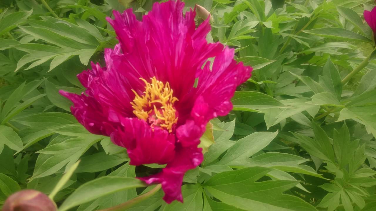 Пион монинг кисс фото Paeonia Morning Lilac - YouTube