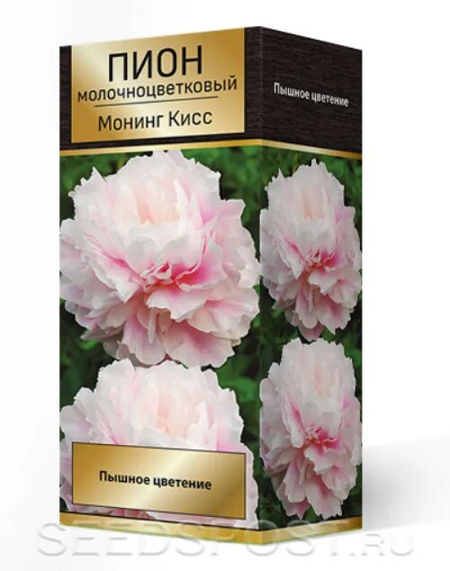 Пион монинг кисс фото Пион молочноцветковый МОНИНГ КИСС, 1 шт. , купить саженцы в интернет магазине Se