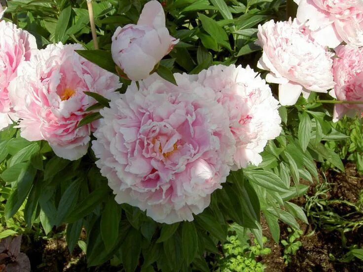 Пион монинг кисс фото Flowers, Garden, Plants