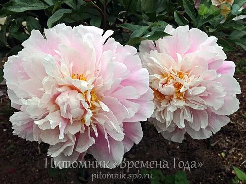 Пион монинг кисс фото Агрофирма По*ис*к. Луковичные ,лилии, пионы. Предзаказ на осень 2020. стоп 2 июн