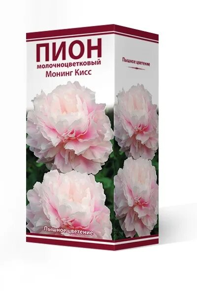 Пион монинг кисс фото Пион молочноцветковый Монинг Кисс (741214) - купить оптом Агрофирма Поиск