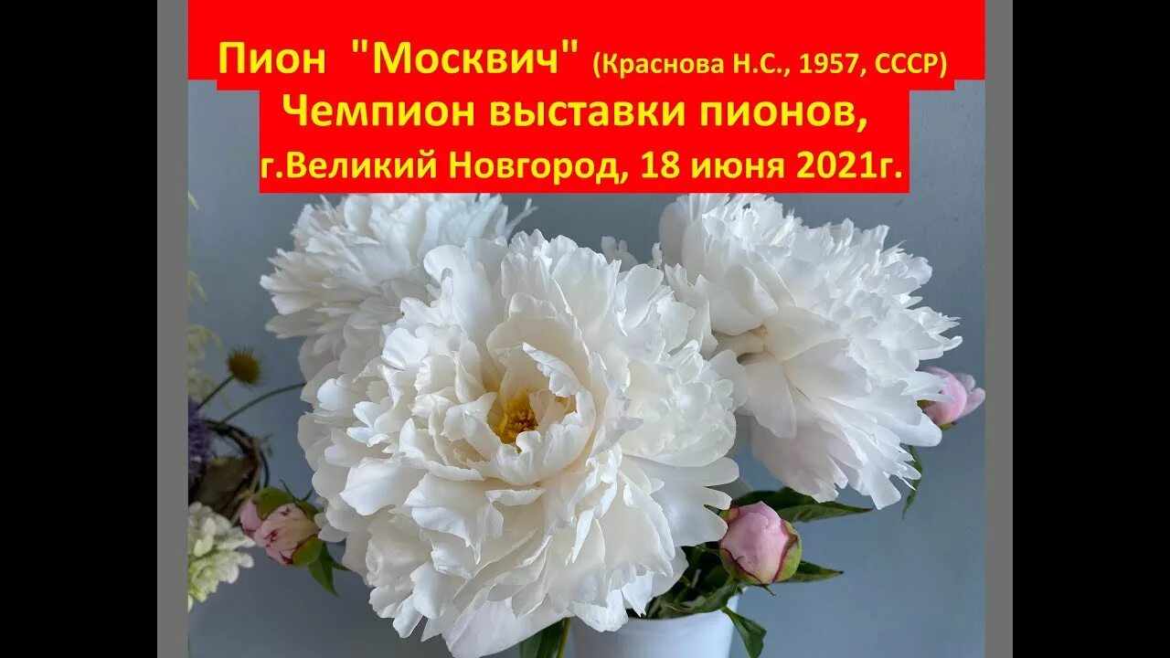 Пион москвич фото Пион "Москвич" (Краснова Н.С., 1957, СССР) - Чемпион выставки пионов, г.Великий 