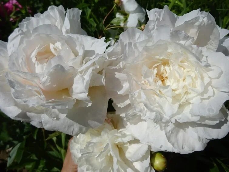 Пион mothers choice фото ᐅ Пион "Мазерс Чойс" (Paeonia "Mother's Choice") купить по цене производителя ✓ 