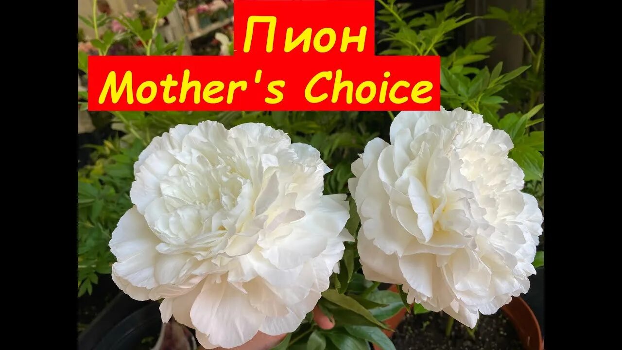 Пион mothers choice фото Пион Мазерс Чойс, Peony Mother's Choice, идеальный белый пион - YouTube