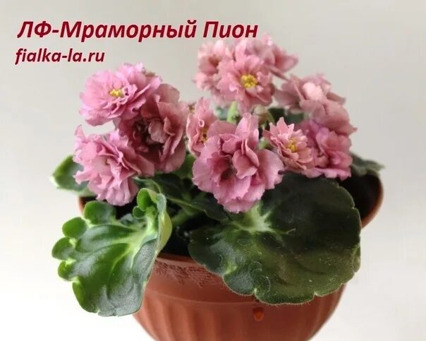 Пион мраморный фото и описание Продам укорененные листики фиалки, многие с детками. 50-100. Привезу в субботу к