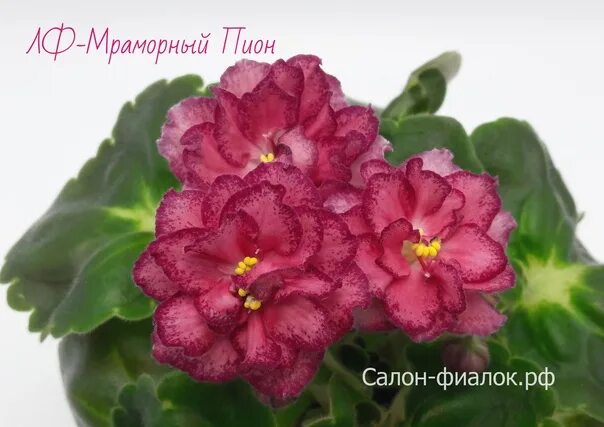 Пион мраморный фото и описание Фотографии Фиалок LF Мраморный Пион Эко-фокус Фотогалерея природы на dia-logika.