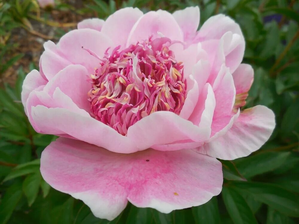 Пион мраморный фото и описание Пион Ду Телл: купить саженцы Paeonia Do Tell в Москве по цене 1900 ₽