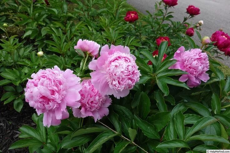 Пион мсье жюль эли фото и описание Monsieur Jules Elie', strong, sweet fragrance, Peonies, Peonies garden, Flowers 