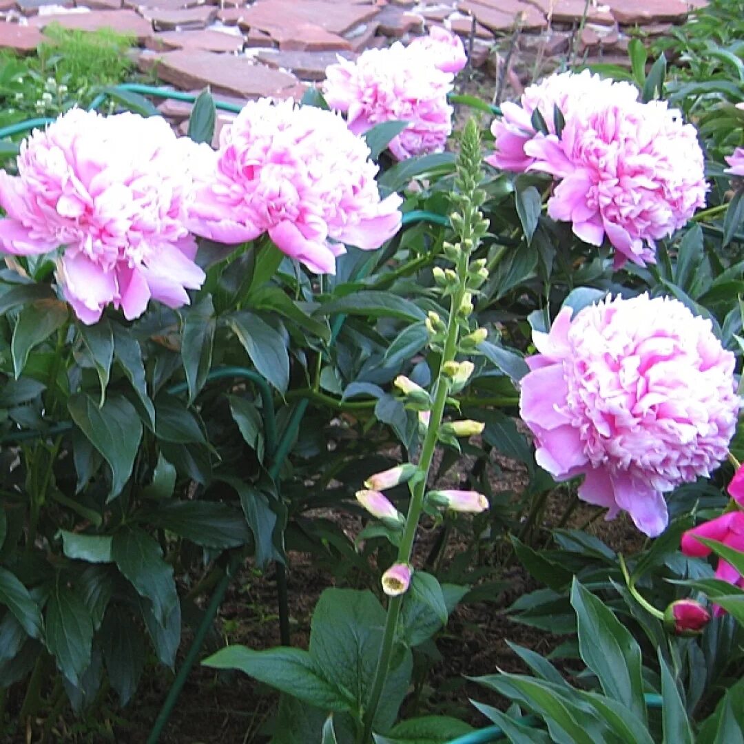 Пион мсье жюль эли фото и описание Пион Месье Жюль Эли - Paeonia Monsieur Jules Ellie