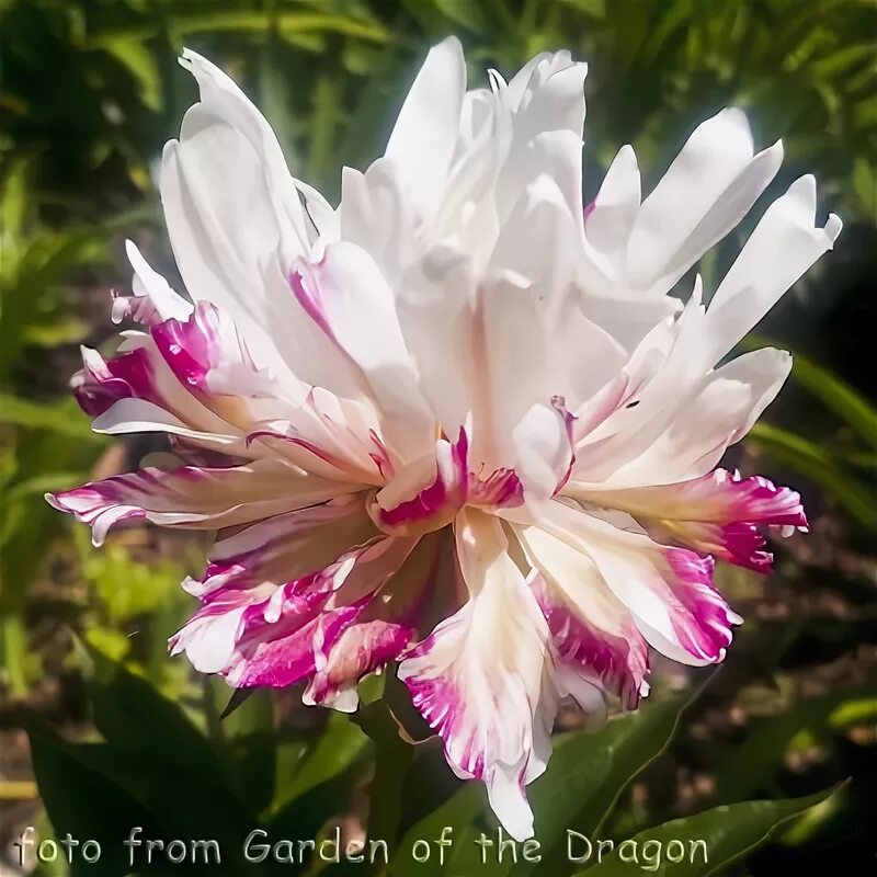 Пион мун фриттерс фото mnogoletnik.com - Paeonia Moon Fritters - Пион Мун Фриттерс