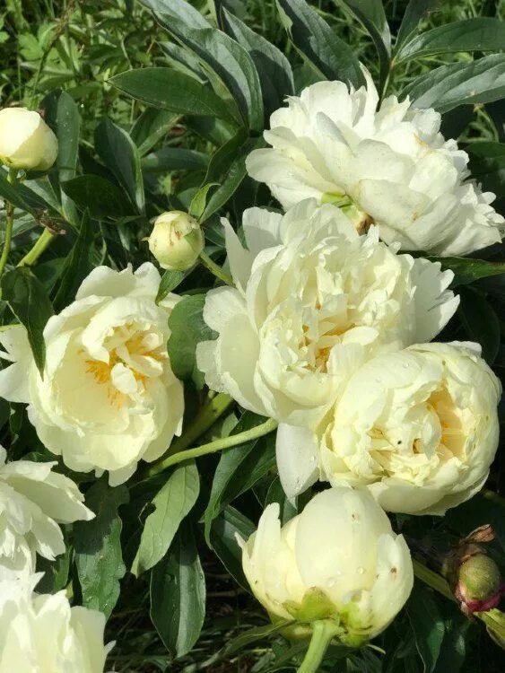 Пион мун фриттерс фото Paeonia Prairie Moon Пион Прери Мун Пионы, Цветок, Цветение