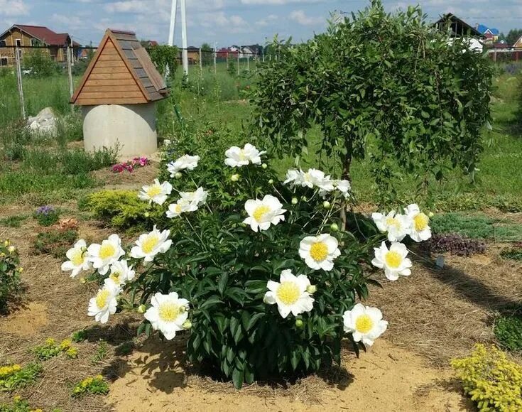 Пион мун оф ниппон фото Moon of nippon Plants, Garden