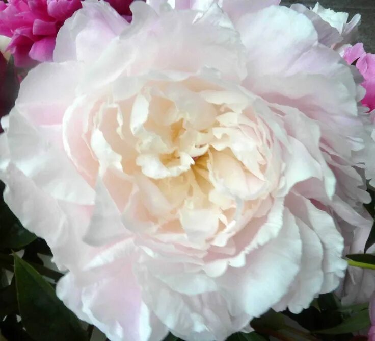 Пион мун ривер фото и описание Moon River Peony farm, Peonies, Flowers