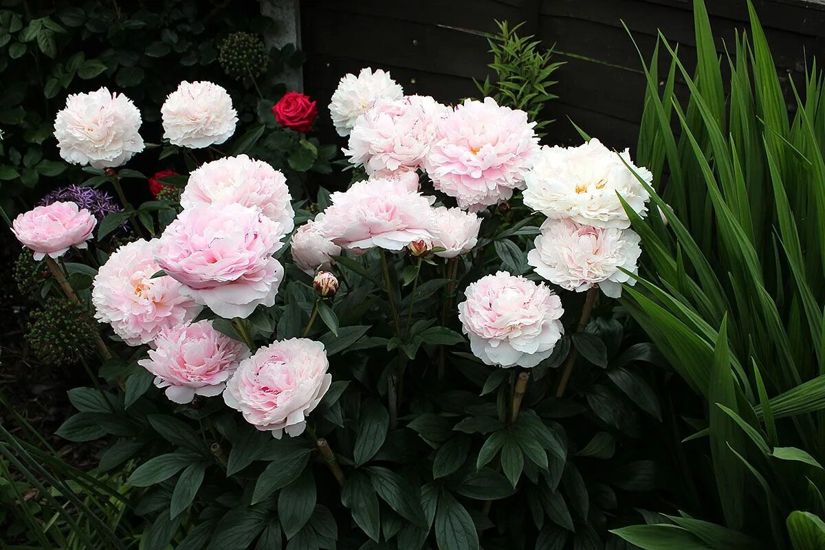 Пион мун ривер фото и описание Peonies; June - August Peonies, Flower garden, Cool plants