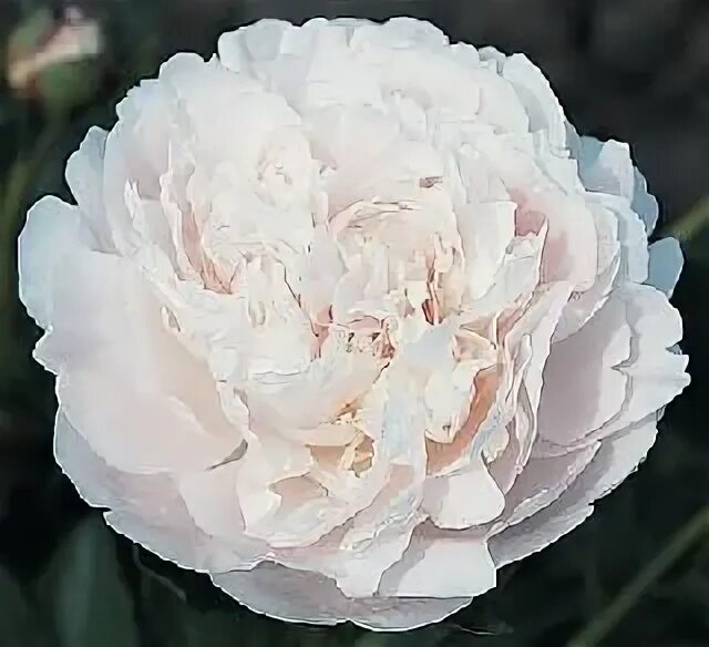 Пион мун ривер фото и описание PAEONIA lactiflora 'Moon River' .Binnyplants.com (With images) Peonies, Moon gar