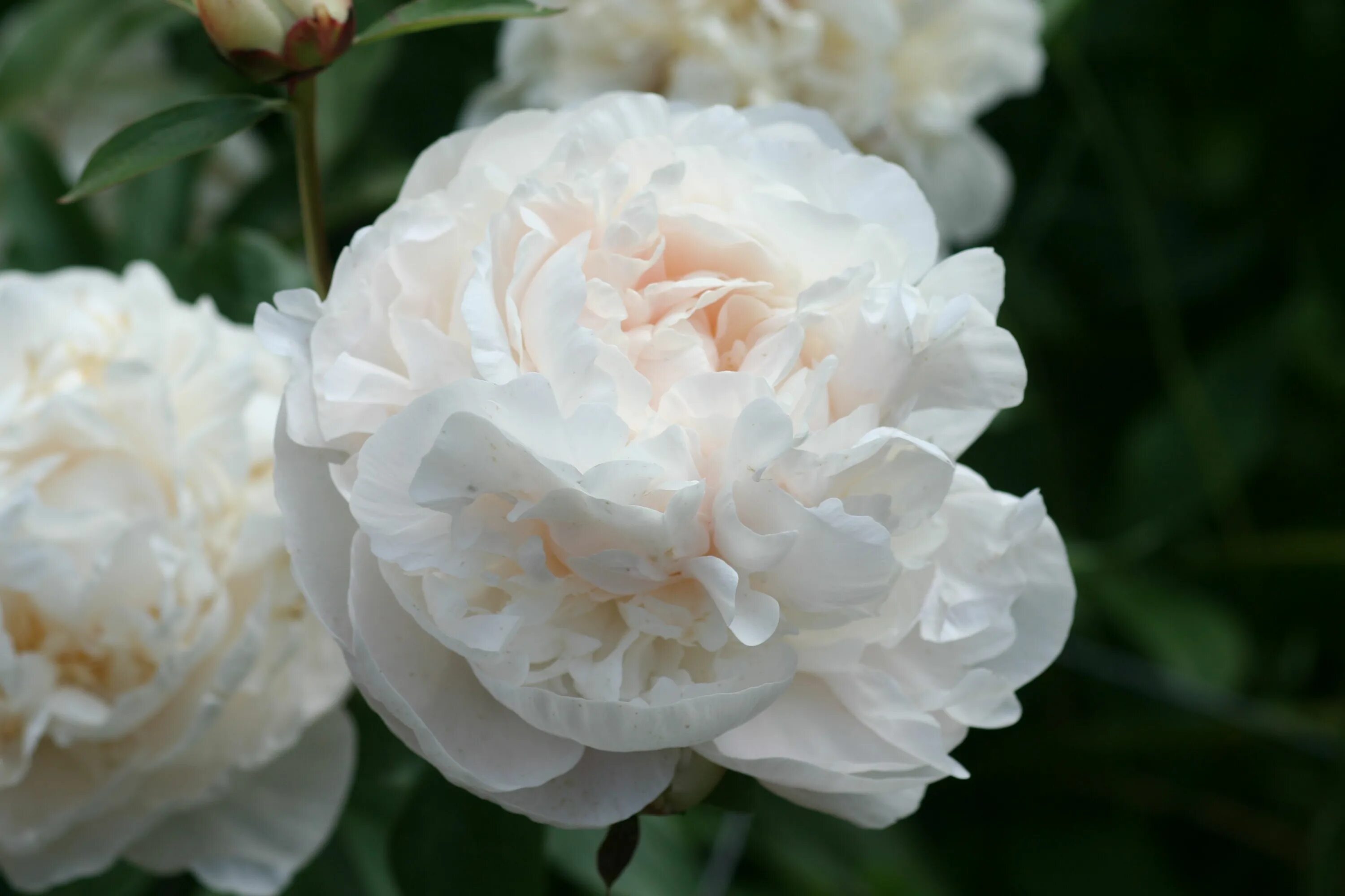 Пион мун ривер фото и описание Peonies Peonies, Flowers, Bloom