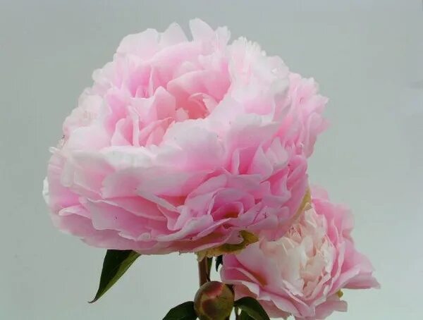 Пион мунстоун фото Moonstone Peony Planting peonies, Peonies garden, Beautiful flowers garden